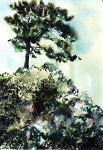 Pine II, Hide-away-Marina