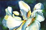 Sunset Sweets (Ginger lily)