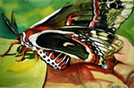 Cecropia Moth