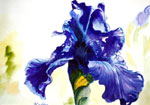 Purple Iris