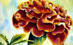 Summer Marigold